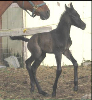 babytrot.jpg